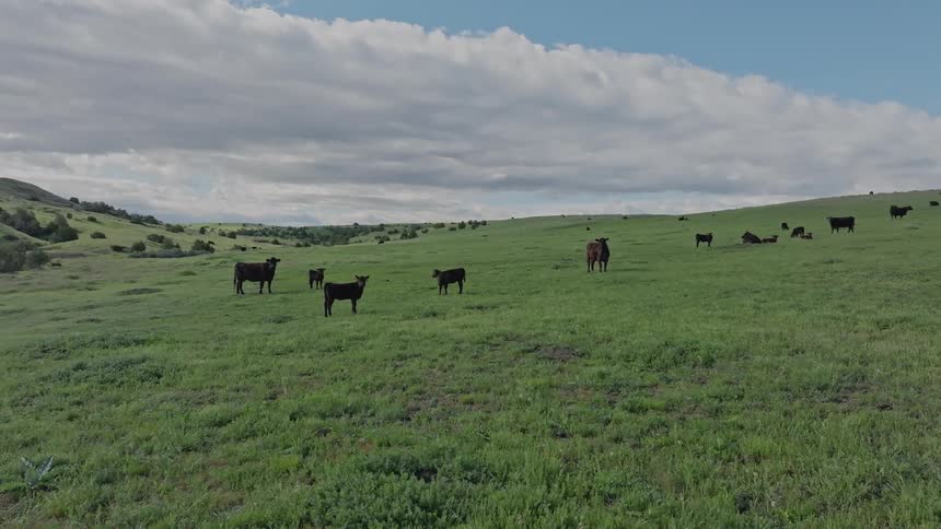 A large herd of cattle grazes on a lush grassy hillside under a partially cloudy sky