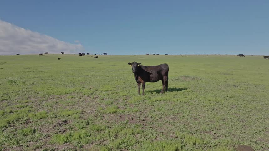A cow is separated from the herd on the field