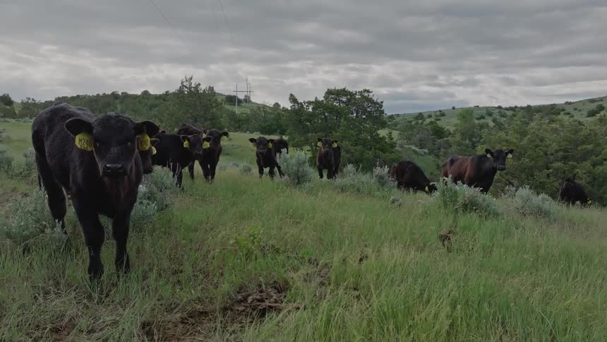 Group of oxen graze in a green field under a cloudy sky