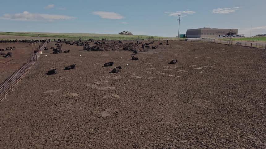 Aerial shot of cattle in an agricultural enclosure