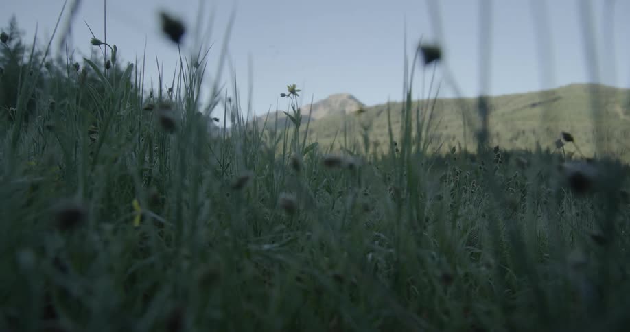 Legs of a person running intensely through tall grass on a hill