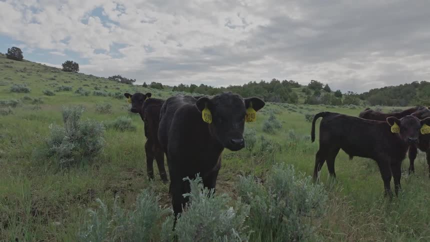 A herd of cows stand in the green grass