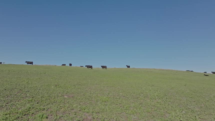Cattle herd occupies a field of short grass on a summer day