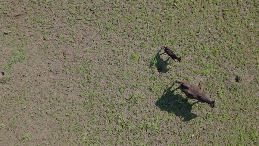 An aerial clip of goats grazing the field