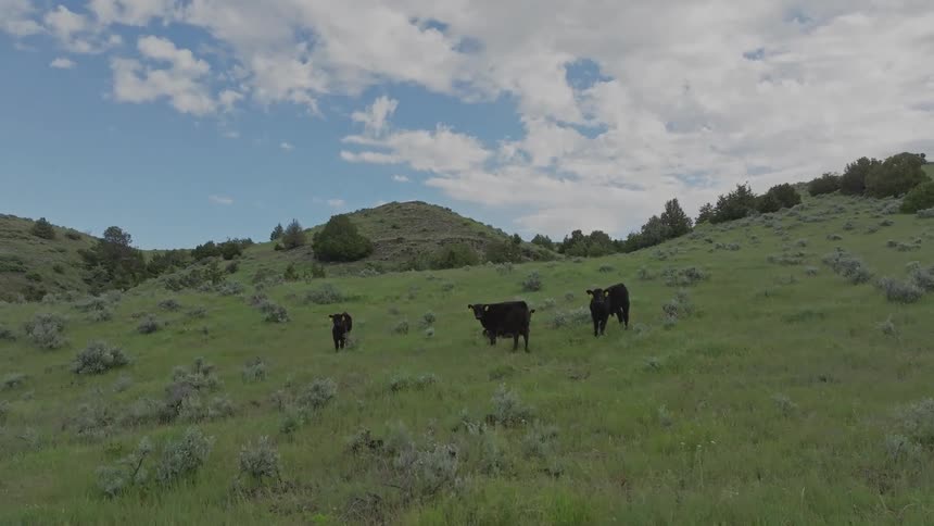Cattle stand in a grassy field on a hill