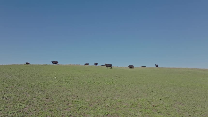 A group of black colored cows walking in a green grass pasture with a blue sky