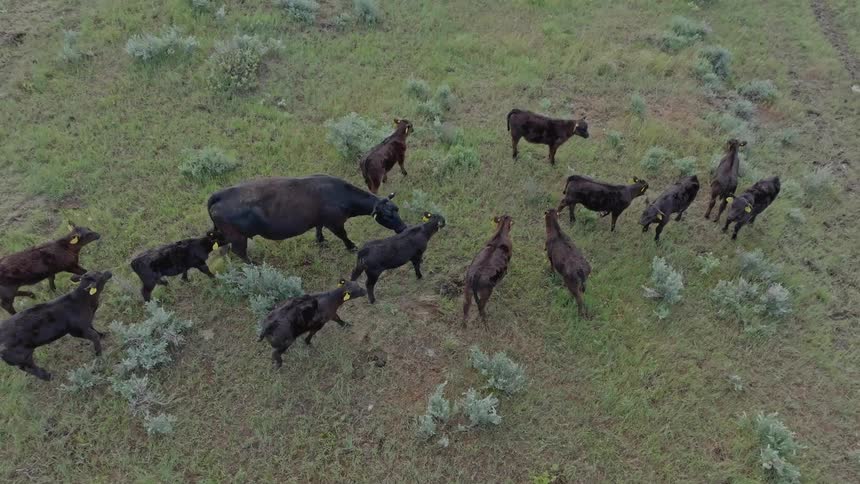 Group of black cattle including cows and calves are gathered in a green field with scattered bushes