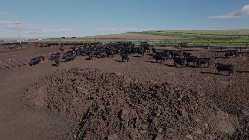 Aerial shot of cattle in an agricultural enclosure