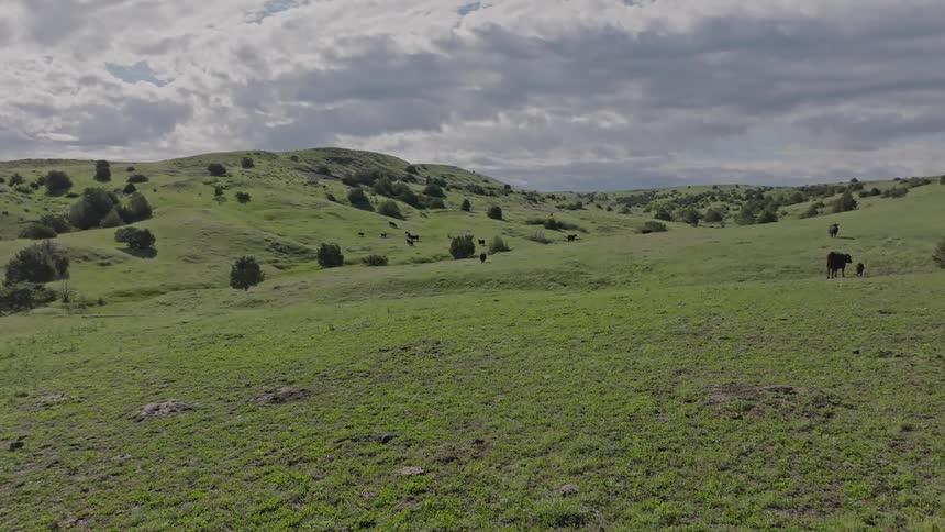 Few cows and calves graze in a green field surrounded by hills and bushes under a blue sky with white clouds