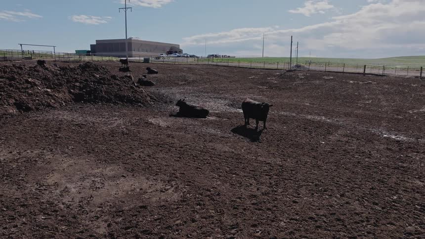 Black cattle rest scattered on a dry fencedoff plot of land with an industrial building and green pastures in the background