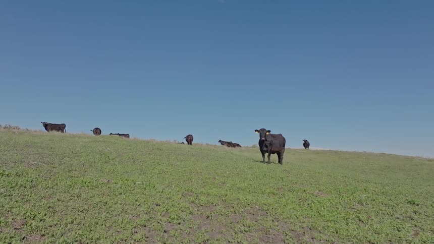 Group of black cows scattered across a grassy hill under a blue sky