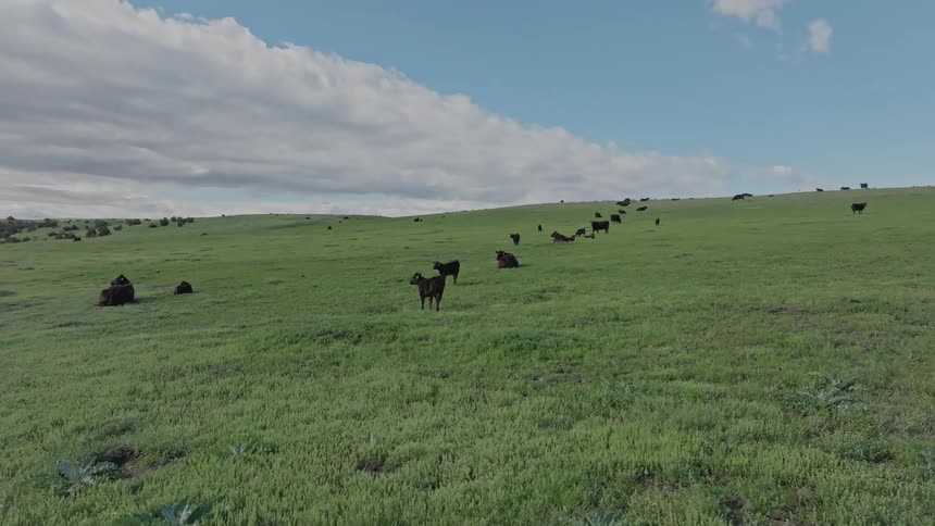 Herd of cattle occupies a field near a green hill on a cloudy day