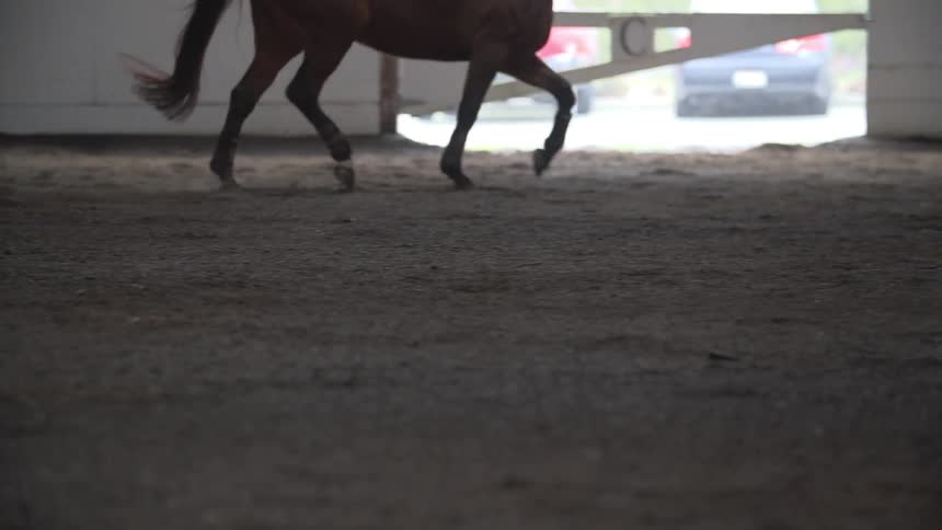 Horse running around in a barn
