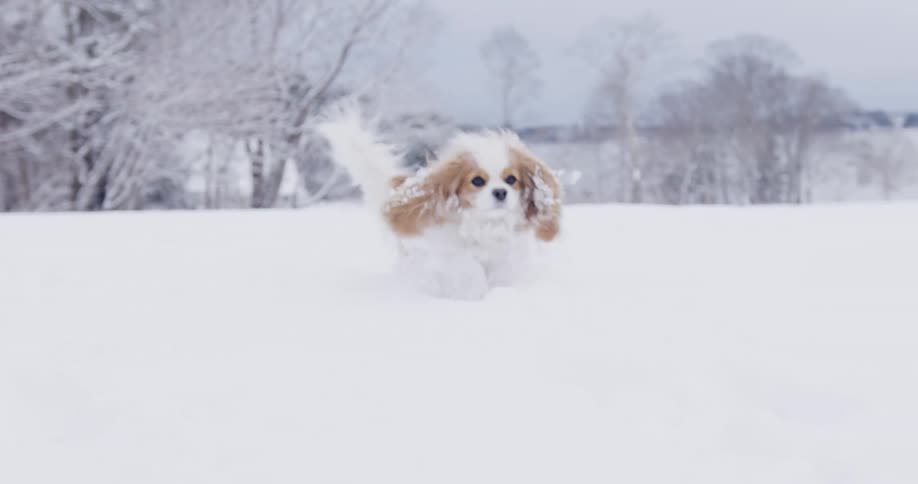 Dog running in the snow