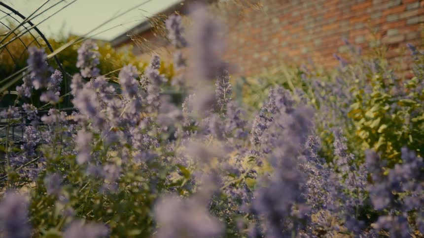 A patch of purple lavender flower plants grows in a garden with a brick wall in the background