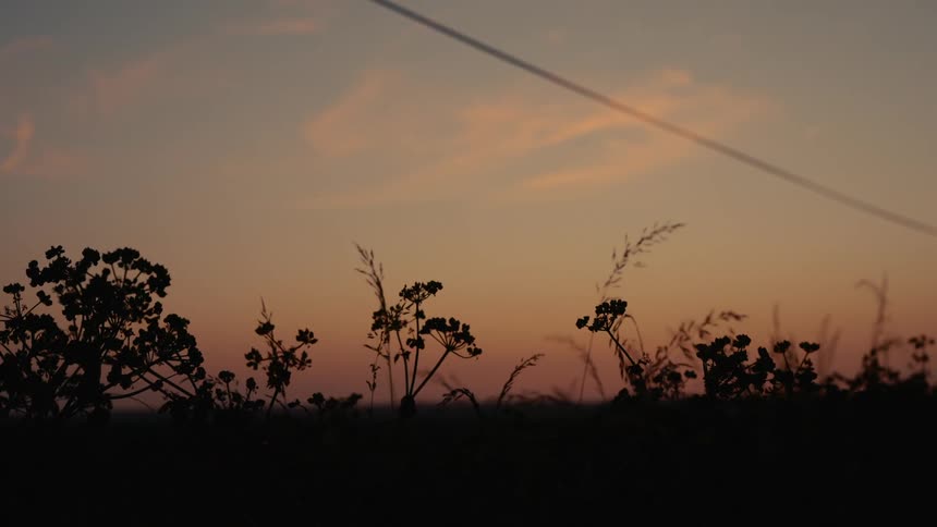 Silhouette of plants against a reddish sky