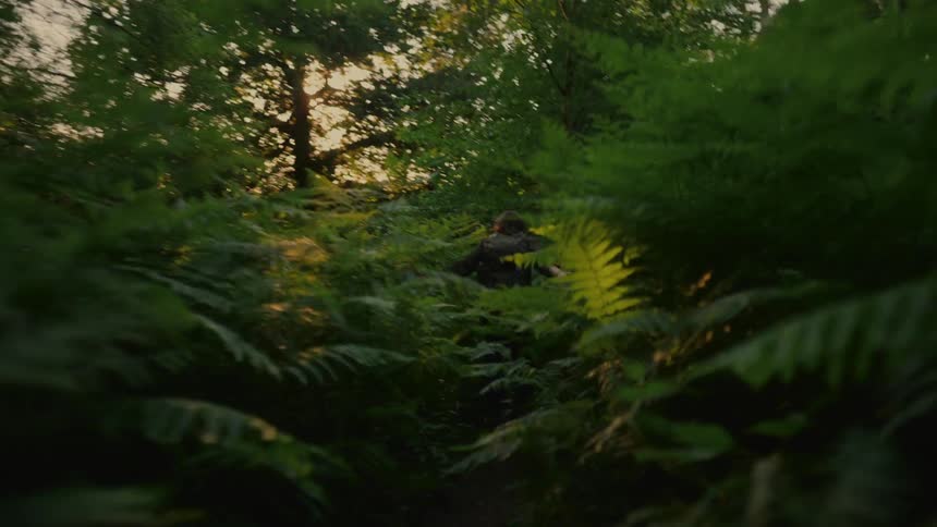 Person walking through the forest with the sunset on the horizon