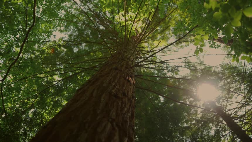 A lowangle shot of a tall tree with textured bark reaching towards a sunlit canopy of leaves