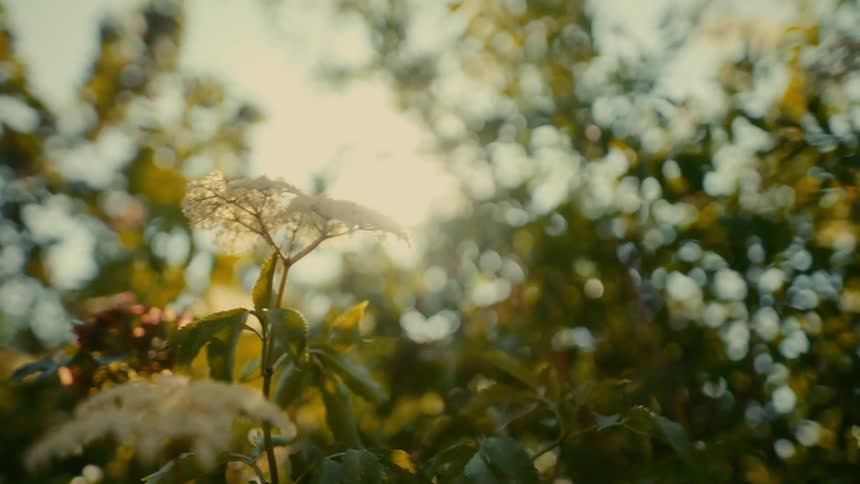 Sunlight filters through foliage highlighting a white flowering plant in the center of the frame