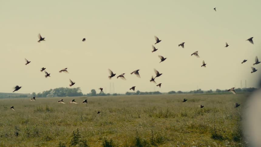 A portrait of birds flying in the sky