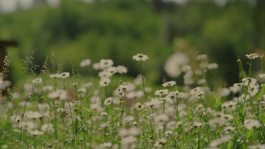 A field of white daisies scatters across a green expanse with blurred trees in the background