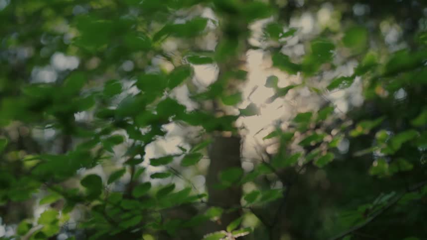 Reflection of the sun between green leaves and a forest