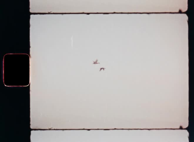 Two birds fly high in the air on a cloudy day