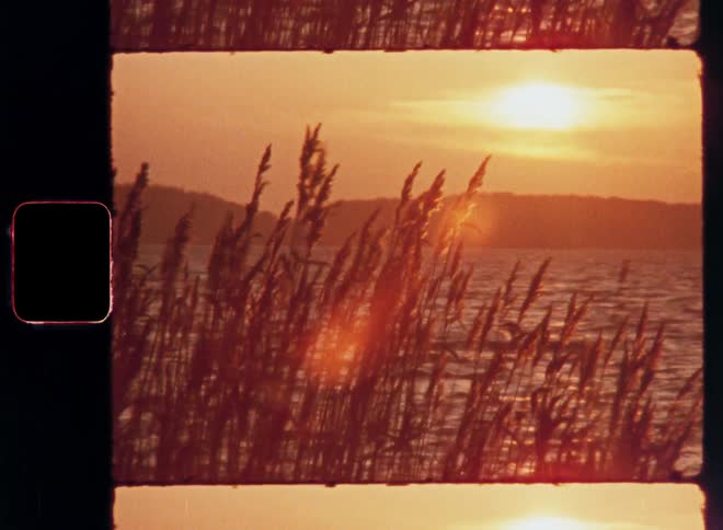 Tall grass filled with seeds sway in the wind near a body of water