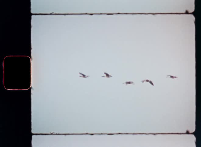 A flock of birds flies through the air on a cloudy day