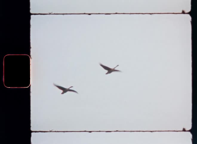 Caught on an old film reel two ducks can be seen flying in the sky