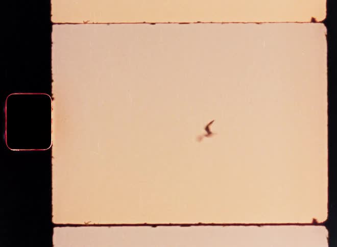 Bird flying in a sunset over the sea