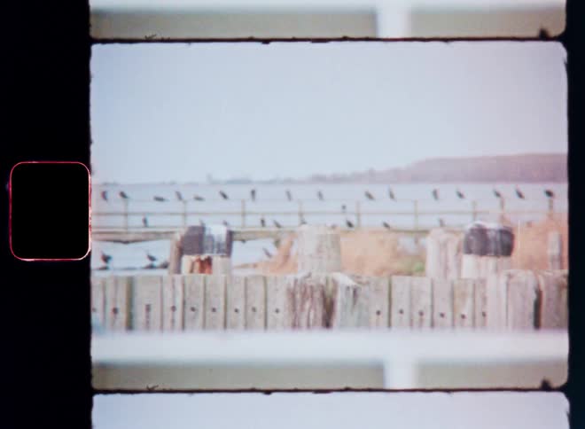 Group of birds in a seaside enclosure
