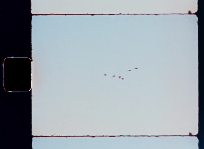 Small group of birds flying in a morning sky