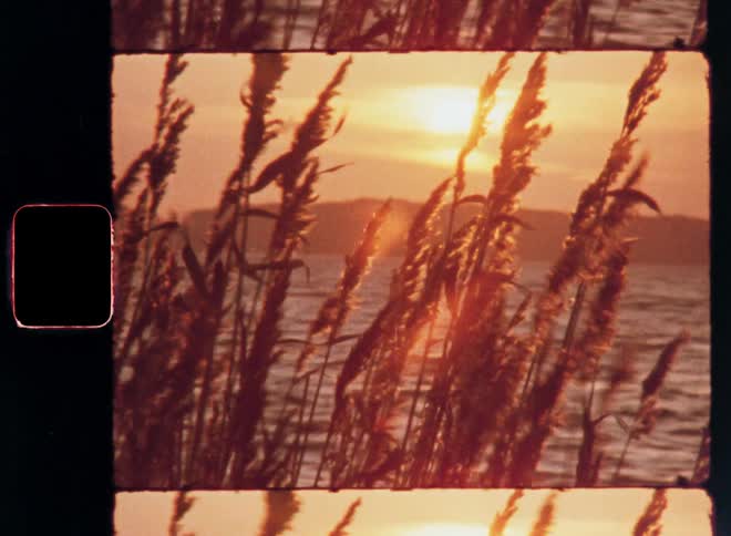 Plants in the foreground with the sea and sunrise on the horizon