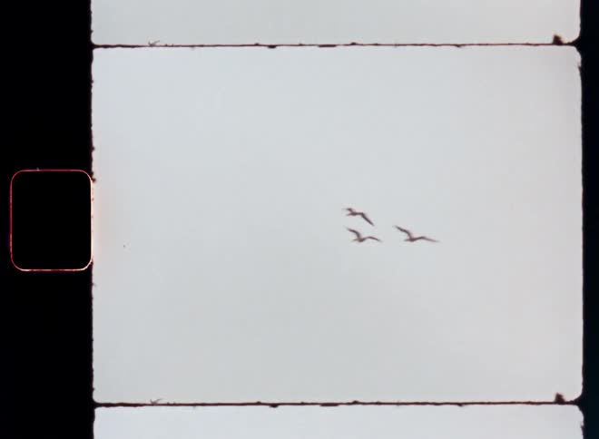 Three birds fly in formation high in a cloudy sky