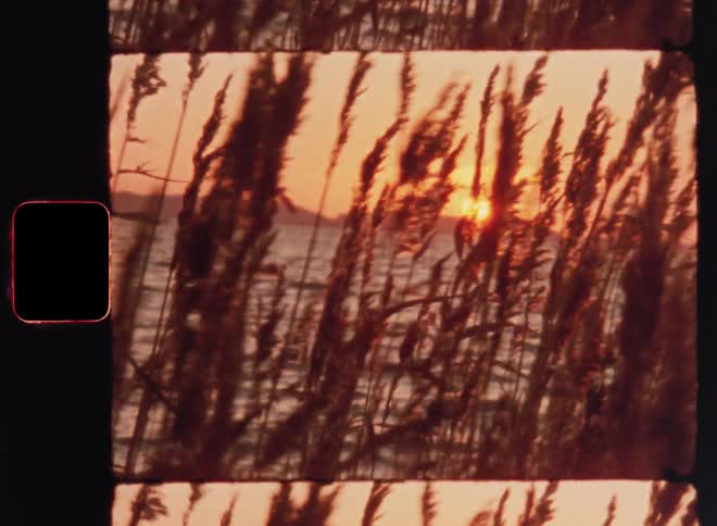 Plant stalks wave in the wind on the coast against a red sky at sunset