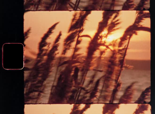 Plants by the sea with the sunrise on the horizon