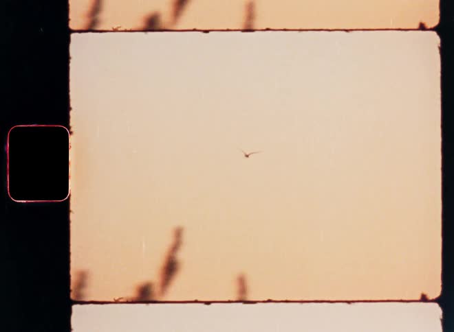 Animal flies through a red tinted sky on a windy day