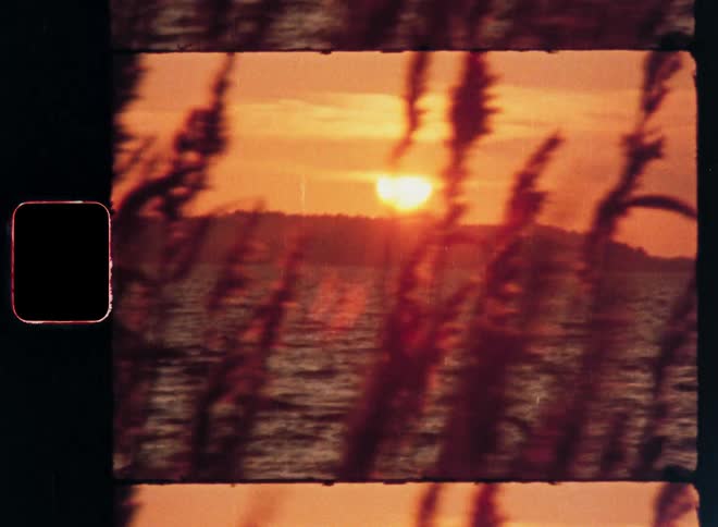Grass stalks on the coast wave in the windagainst a red horizon near sunset