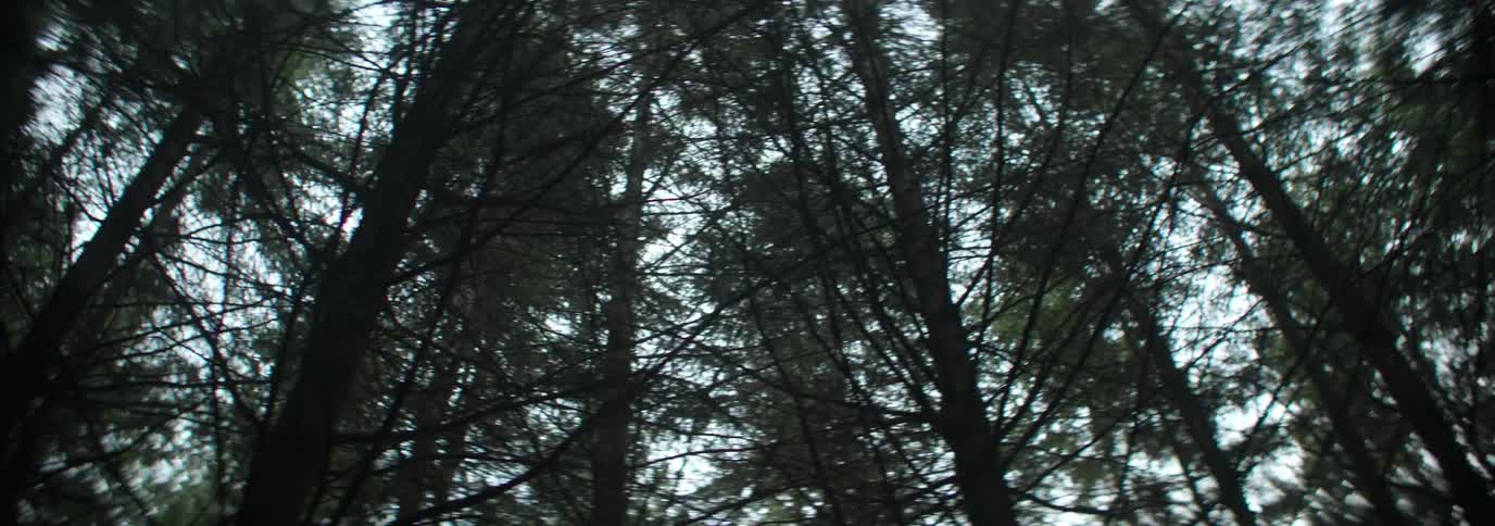 A dense forest with towering trees and intertwining branches forms a natural canopy silhouetted against the sky
