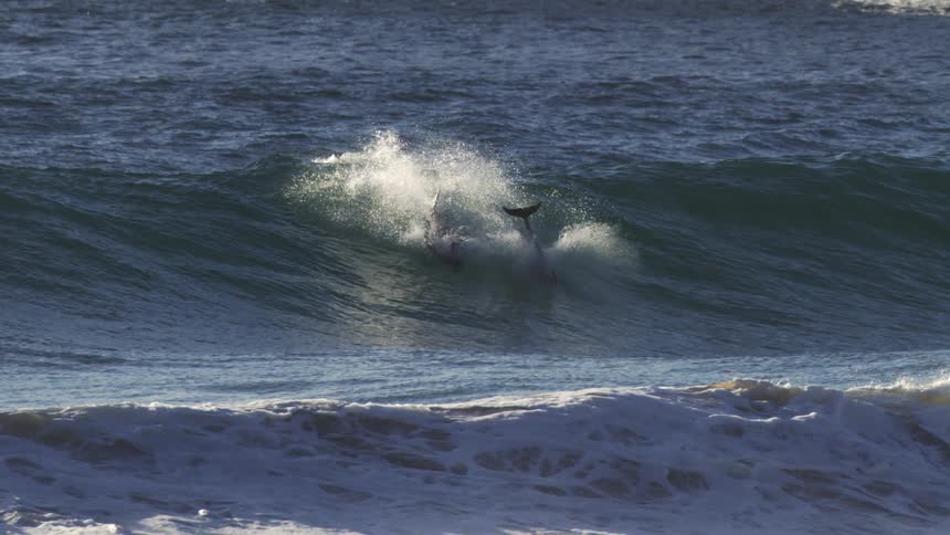 A dolphin is captured midleap from a wave in a bluetoned choppy ocean