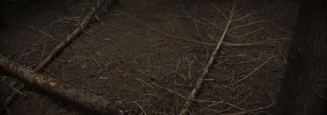 Fallen trees create a clearing in a conifer forest during the daytime