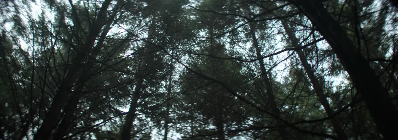 A lowangle shot captures a dense cluster of trees with dark foliage against a bright overcast sky