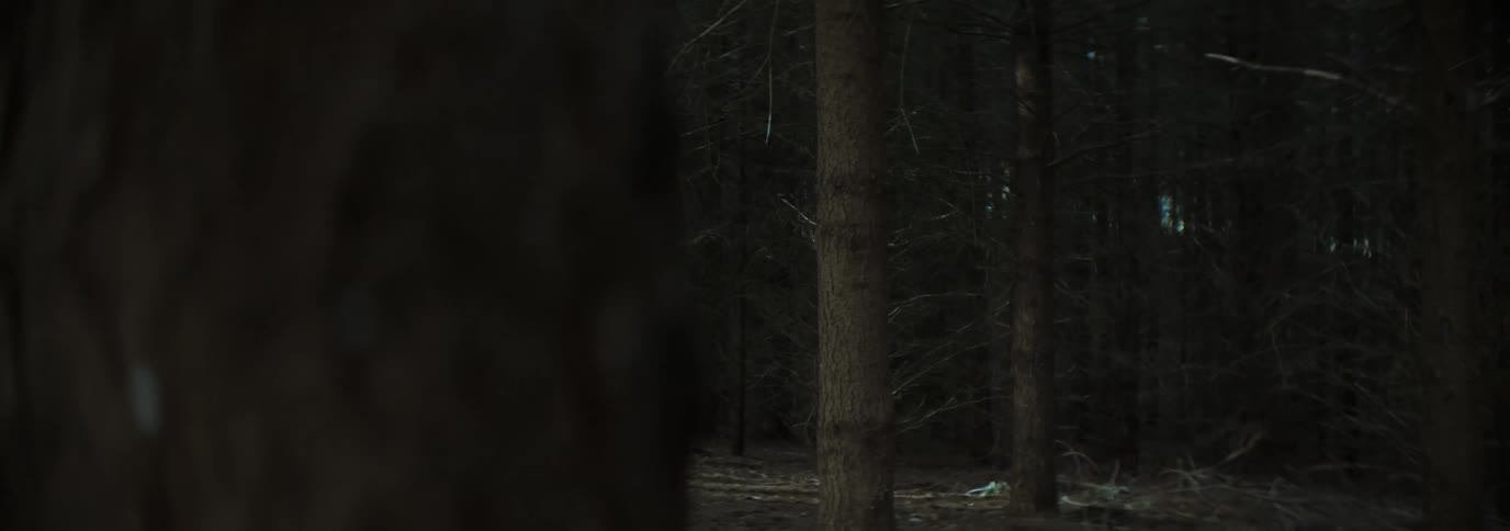A dense grouping of tall bare trees in a dimly lit forest