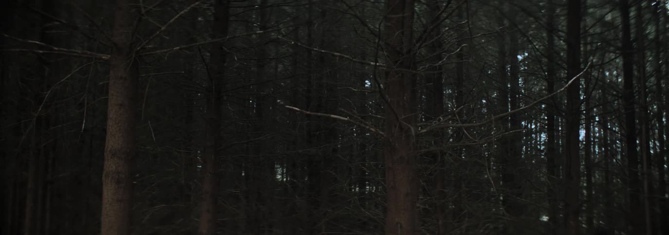 A large forest of tall thin trees with dry branches and a person walking near them