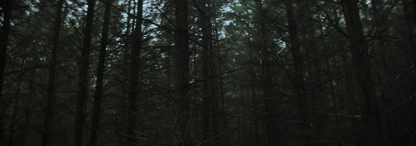 Dense forest with tall trees and visible branches