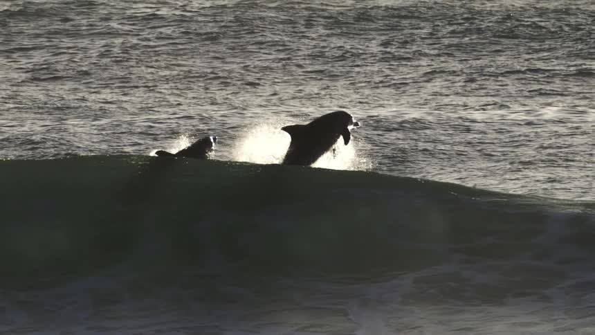 Two dolphins jump from a rising wave in the open ocean