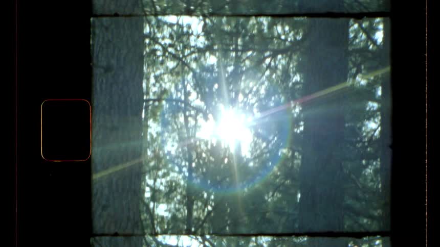 Reflection of the sun between trees in a forest
