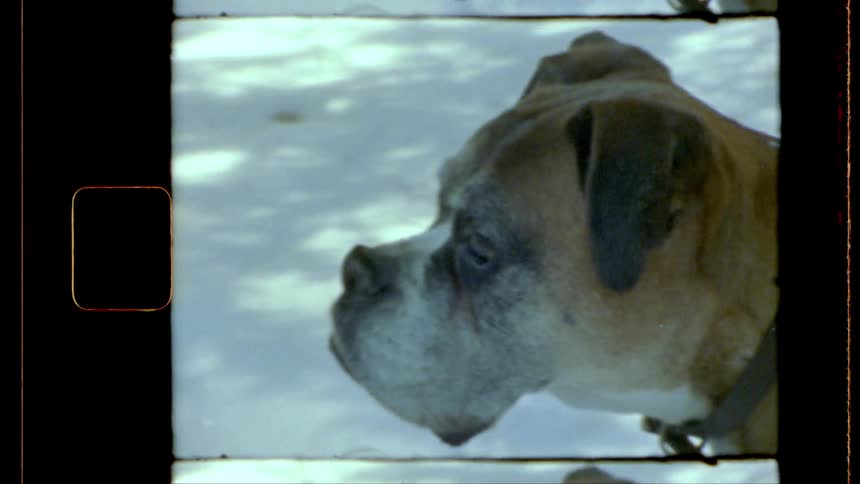 A closeup of a dog with a brown and white coat wearing a collar looking to the side against a snowy backdrop