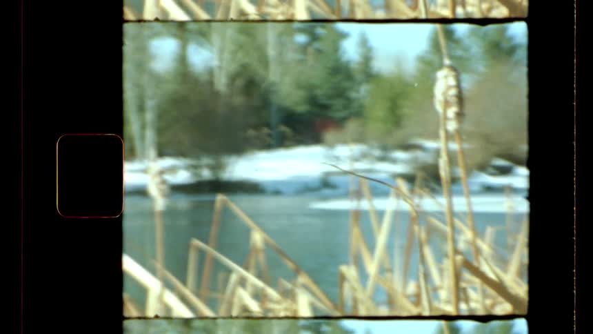 Tall reeds line the river bank
